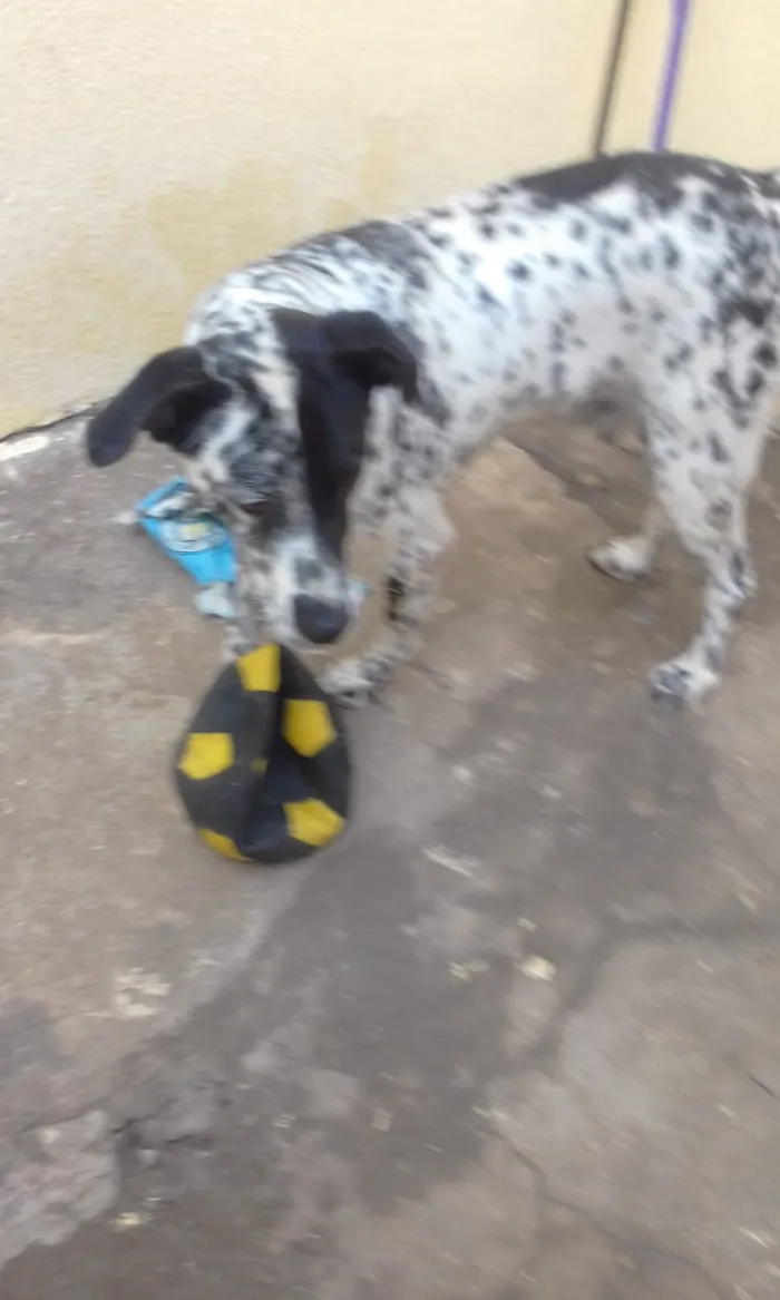 Cachorro ra a Dálmata  idade 6 ou mais anos nome Conrrado