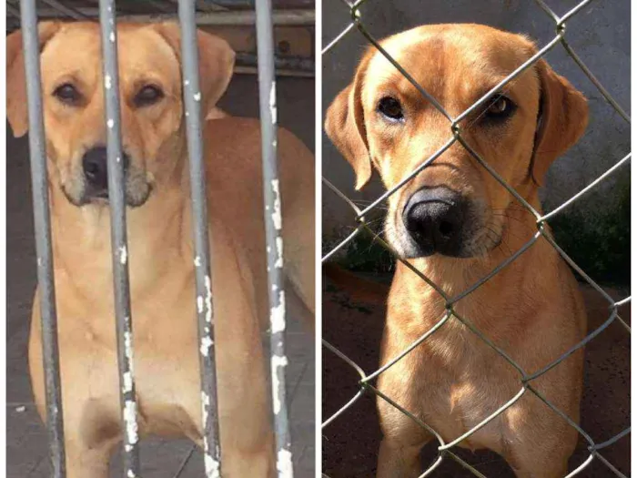 Cachorro ra a Canina idade 2 anos nome ALEMÃO