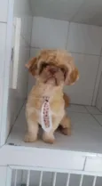 Snoopy