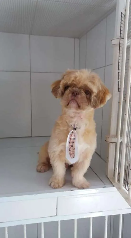 Cachorro ra a Shitzu idade 7 a 11 meses nome Snoopy