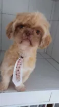 Snoopy