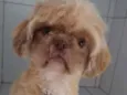 Snoopy