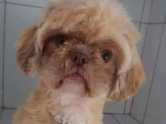 Cachorro ra a Shitzu idade 7 a 11 meses nome Snoopy
