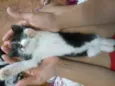 Xodoxinho