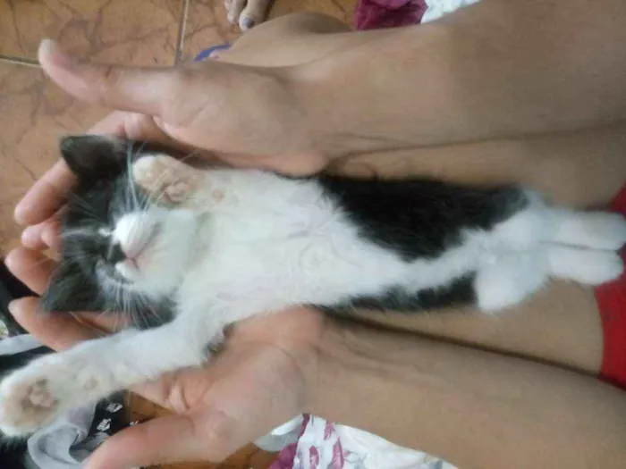 Gato ra a Nao sei idade 2 a 6 meses nome Xodoxinho
