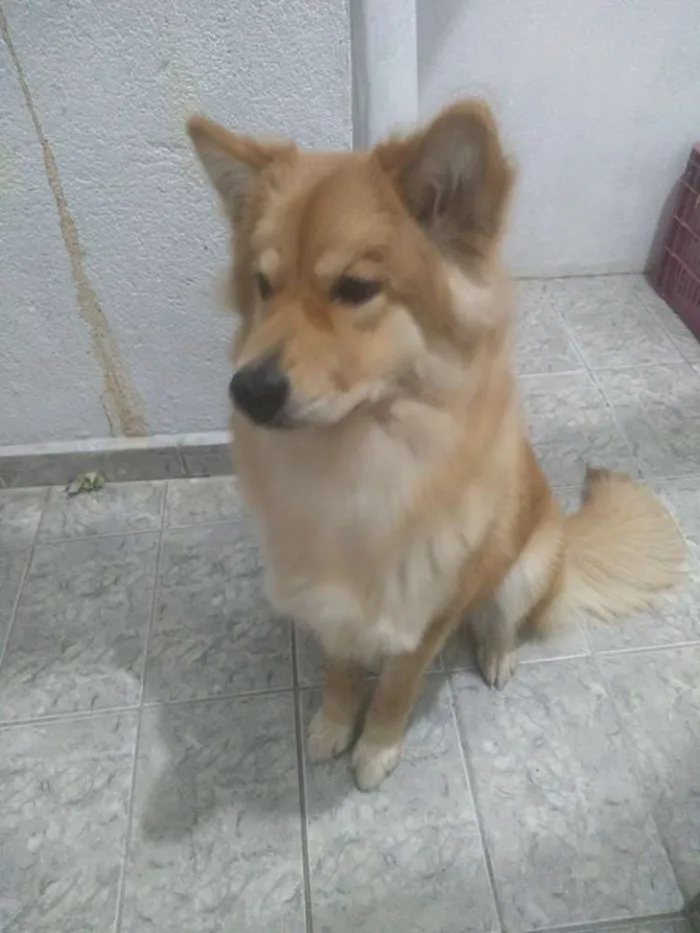 Cachorro ra a Chow Chow com Akita  idade 7 a 11 meses nome Maggie 