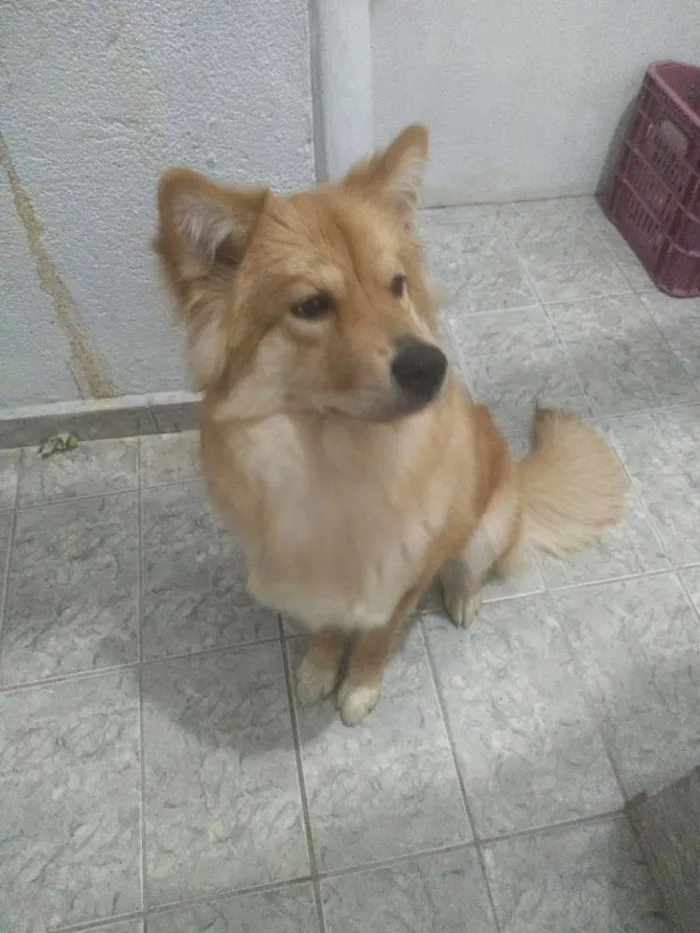 Cachorro ra a Chow Chow com Akita  idade 7 a 11 meses nome Maggie 