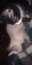 Não tem