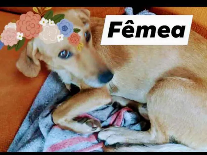 Cachorro ra a Viralata e misto idade 2 a 6 meses nome Vc escolhe