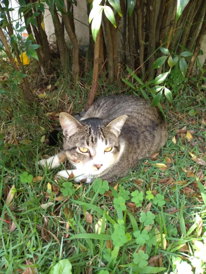 Gato ra a Vira lata idade 1 ano nome Marquinhos