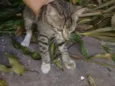 Gato raça  idade  nome Sem nome 
