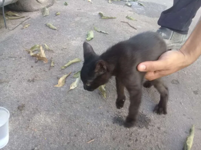 Gato raça  idade  nome Sem nome 