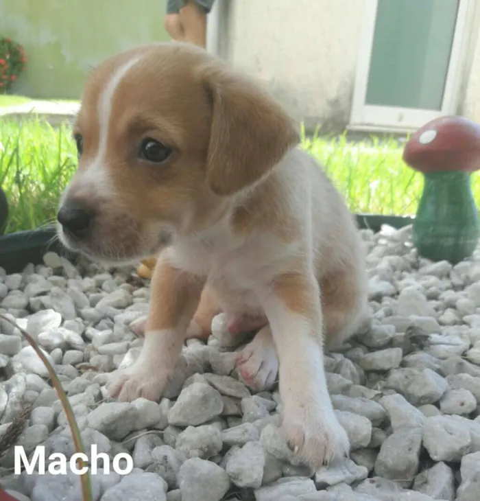 Cachorro ra a SEM RAÇA DEFINIDA.  idade Abaixo de 2 meses nome SEM NOME.