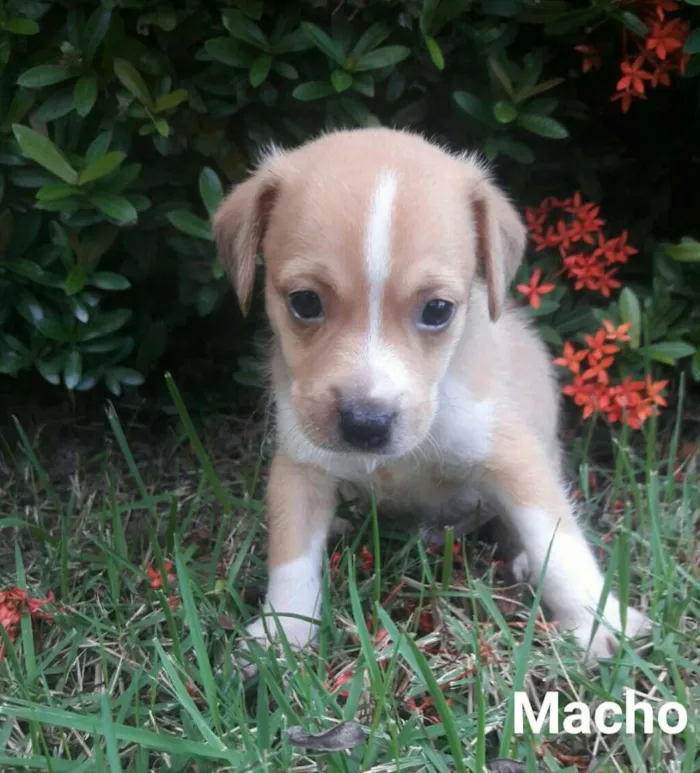 Cachorro ra a SEM RAÇA DEFINIDA.  idade Abaixo de 2 meses nome SEM NOME.