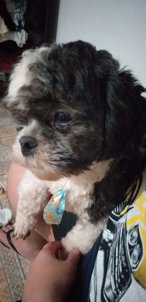 Cachorro ra a poodle com shi tzu idade 3 anos nome Naruto