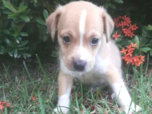 Cachorro raça SEM RAÇA DEFINIDA.  idade Abaixo de 2 meses nome SEM NOME.