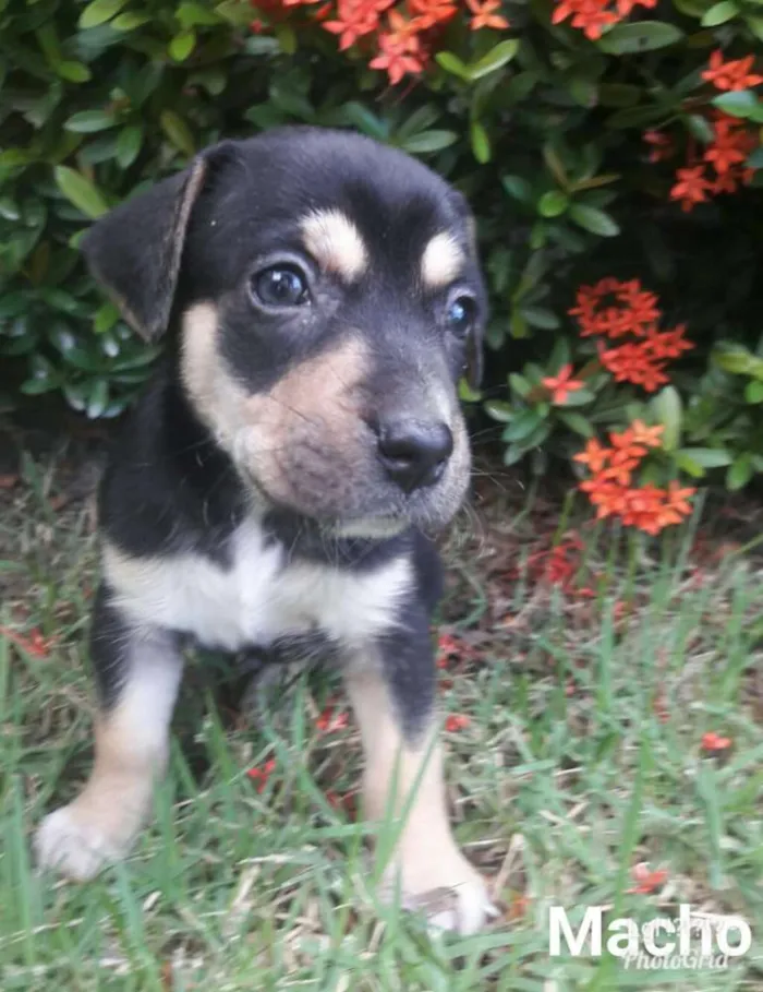 Cachorro ra a Sem raça definida SRD idade 2 a 6 meses nome Bethoven