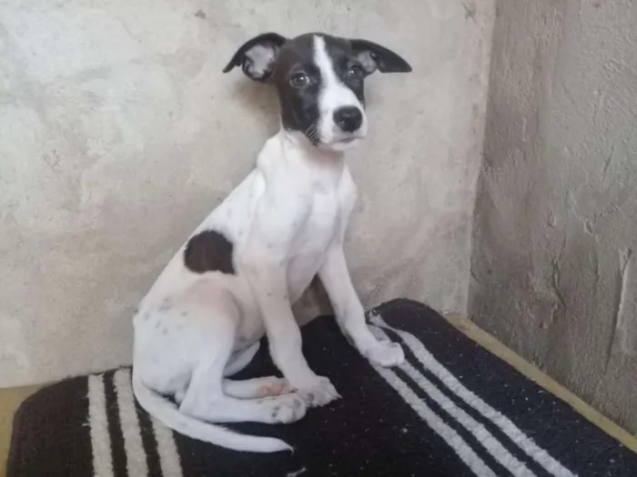 Cachorro raça Vira lata idade 2 a 6 meses nome Sem nome