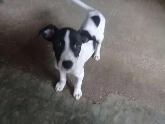 Cachorro raça Vira lata idade 2 a 6 meses nome Sem nome