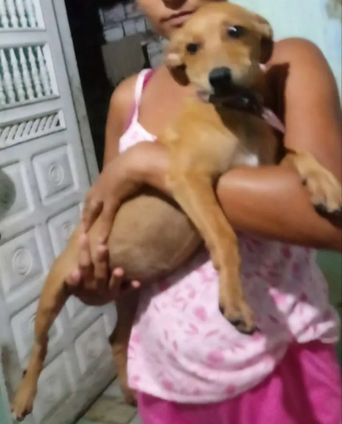 Cachorro raça Vira lata idade 2 a 6 meses nome Mel