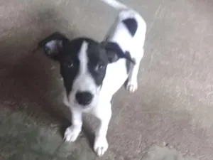 Cachorro raça Vira lata idade 2 a 6 meses nome Sem nome