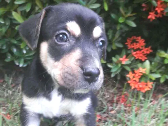 Cachorro ra a Sem raça definida SRD idade 2 a 6 meses nome Bethoven