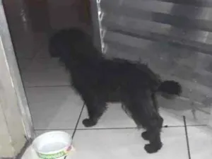 Cachorro raça Pudo com vira lata idade 2 a 6 meses nome Mel