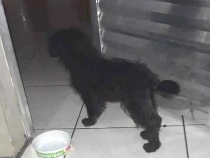 Cachorro raça Pudo com vira lata idade 2 a 6 meses nome Mel