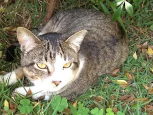 Gato raça Vira lata idade 1 ano nome Marquinhos
