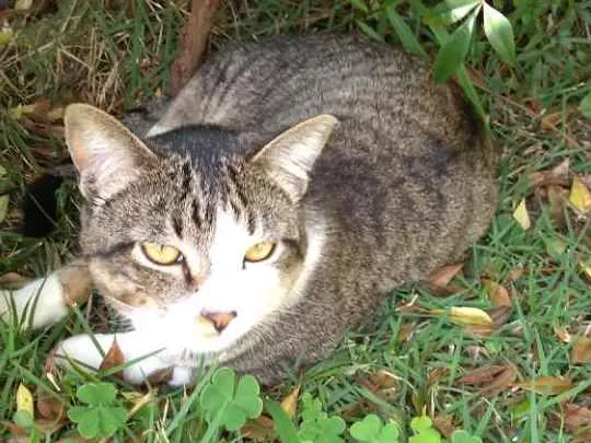 Gato ra a Vira lata idade 1 ano nome Marquinhos