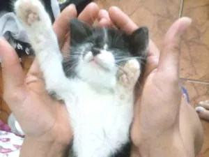 Gato raça Nao sei idade 2 a 6 meses nome Xodoxinho