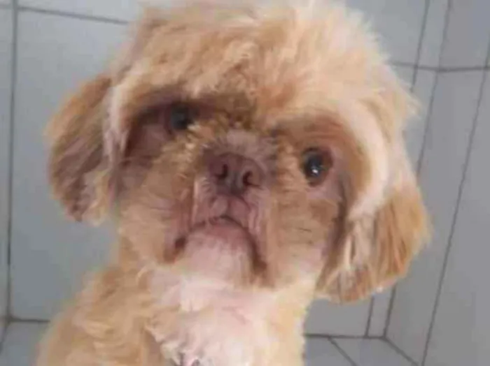 Cachorro ra a Shitzu idade 7 a 11 meses nome Snoopy