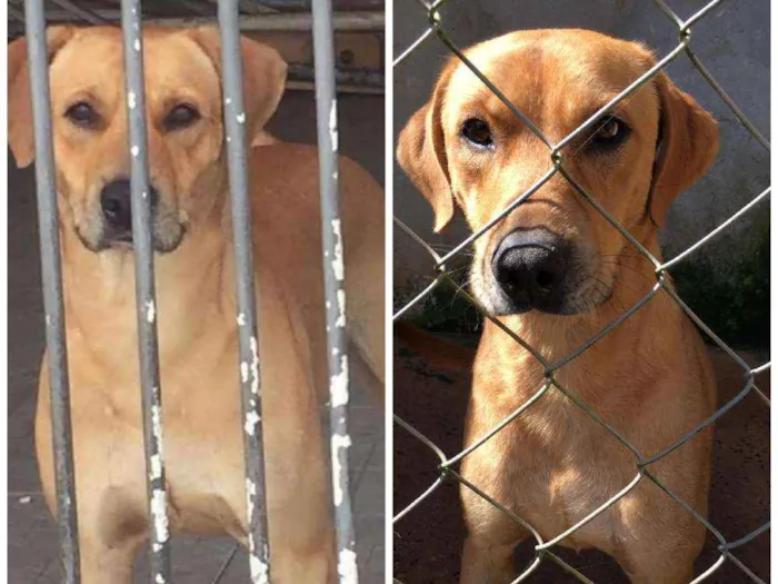 Cachorro ra a Canina idade 2 anos nome ALEMÃO