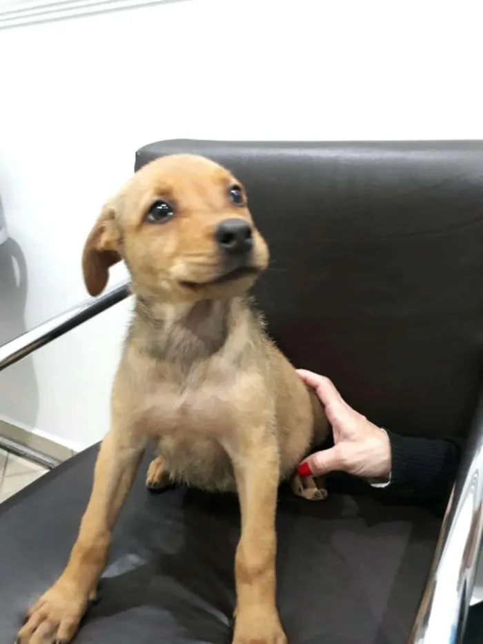 Cachorro raça  idade  nome Nayla ( filhote)