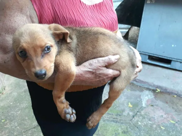 Cachorro raça  idade  nome Nayla ( filhote)