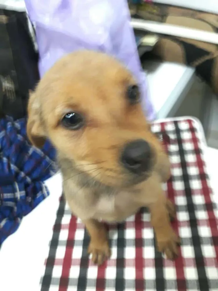 Cachorro raça  idade  nome Nayla ( filhote)