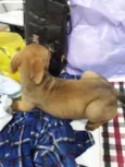 Cachorro raça  idade  nome Nayla ( filhote)