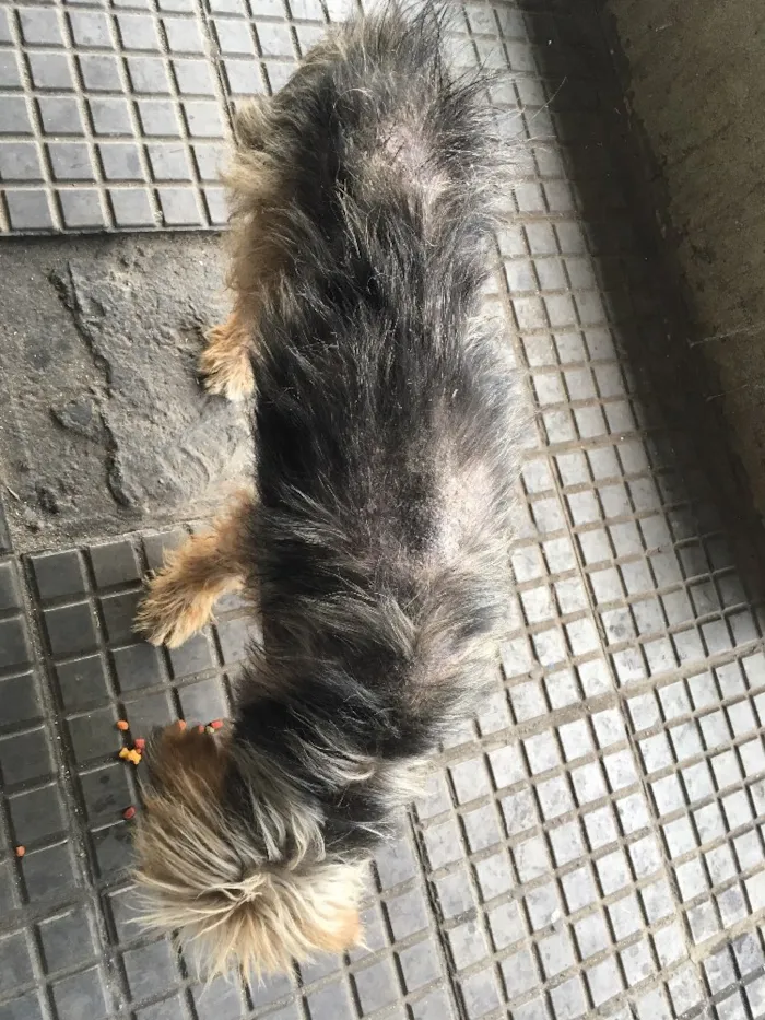 Cachorro ra a Desconhecido idade 3 anos nome Sem nome