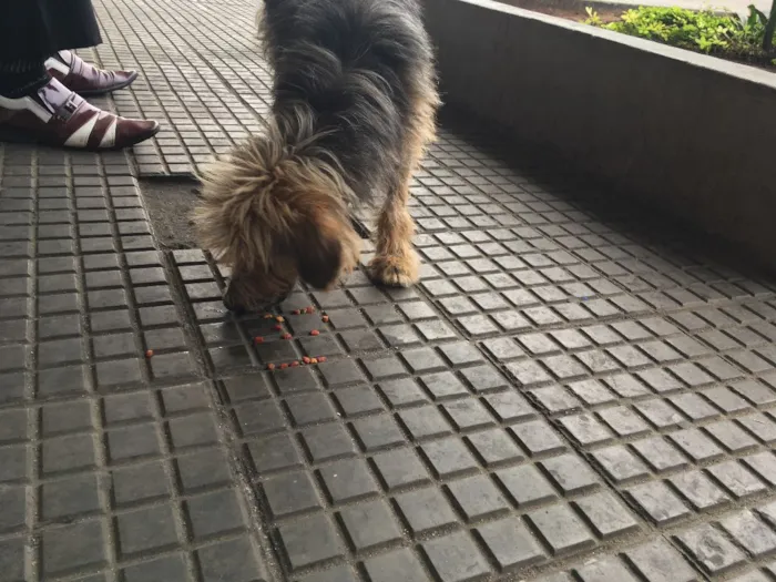Cachorro ra a Desconhecido idade 3 anos nome Sem nome