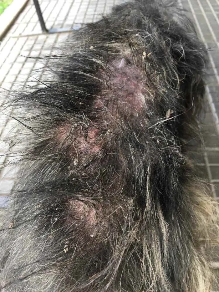 Cachorro ra a Desconhecido idade 3 anos nome Sem nome