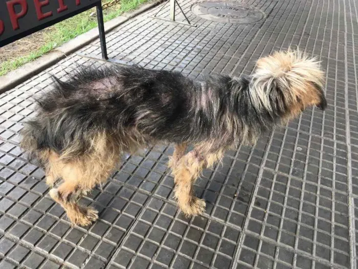 Cachorro ra a Desconhecido idade 3 anos nome Sem nome