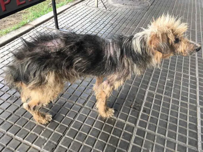 Cachorro ra a Desconhecido idade 3 anos nome Sem nome