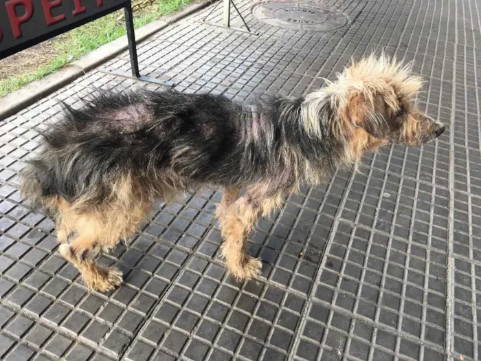 Cachorro ra a Desconhecido idade 3 anos nome Sem nome