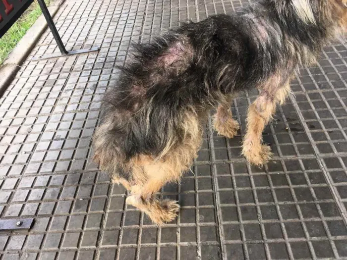Cachorro ra a Desconhecido idade 3 anos nome Sem nome