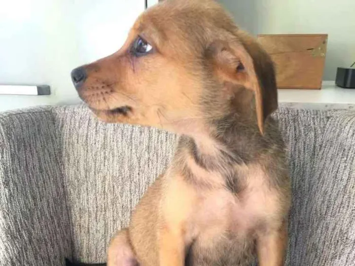 Cachorro raça  idade  nome Nayla ( filhote)