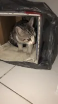 Gato raça Não Identificado idade 2 a 6 meses nome Ainda não tem nome