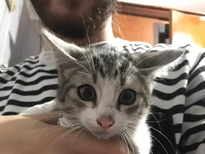 Gato raça Não Identificado idade 2 a 6 meses nome Ainda não tem nome