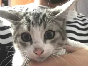 Gato raça Não Identificado idade 2 a 6 meses nome Ainda não tem nome