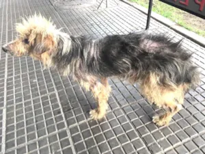 Cachorro raça Desconhecido idade 3 anos nome Sem nome