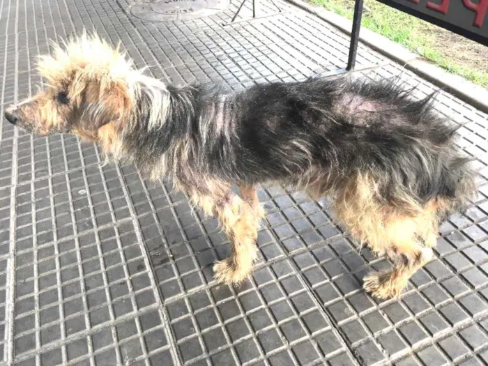 Cachorro ra a Desconhecido idade 3 anos nome Sem nome
